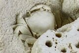 Fossil Crab (Potamon) Preserved in Travertine - Turkey #121371-4